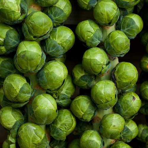 Catskill Brussels Sprouts Seeds Non Gmo Heirloom  Easy to Grow
