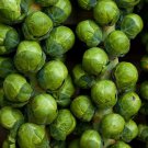 Catskill Brussels Sprouts Seeds Non Gmo Heirloom  Easy to Grow