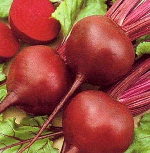 Early Wonder Beet Seeds Non Gmo Non Gmo  Easy to Grow