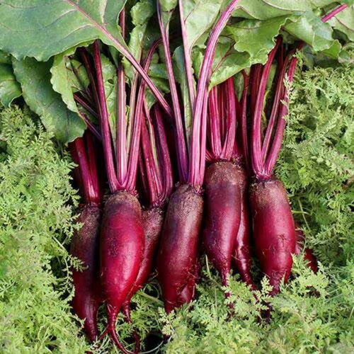 Cylindra Beet Seeds Non Gmo Formanova Butter Slicer Non Gmo  Easy to Grow