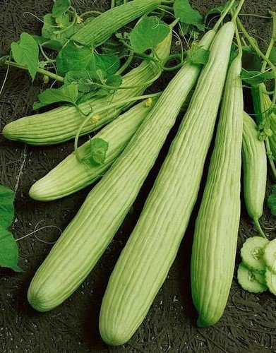 Cucumber Seeds Metki Pale Green Armenian Non Gmo Heirloom  Easy to Grow