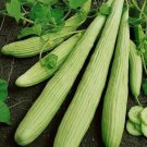 Cucumber Seeds Metki Pale Green Armenian Non Gmo Heirloom  Easy to Grow