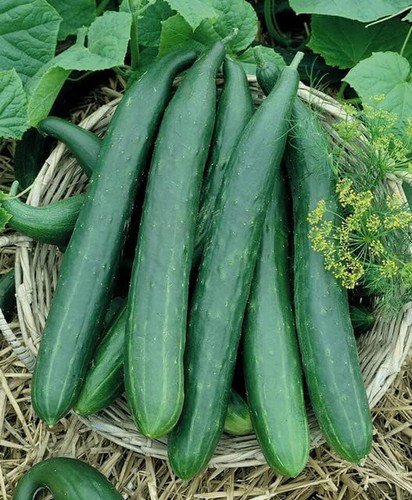 Cucumber Seeds Metki Dark Green Armenian Non Gmo Heirloom  Easy to Grow