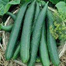 Cucumber Seeds Metki Dark Green Armenian Non Gmo Heirloom  Easy to Grow