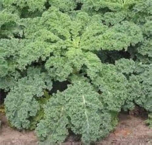 Kale Seeds Dwarf Siberian Non Gmo Heirloom  Easy to Grow