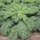 Kale Seeds Dwarf Siberian Non Gmo Heirloom  Easy to Grow