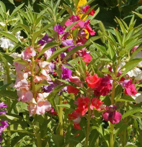 Balsam Flower Seeds &acirc;��Tom Thumb Mix&acirc;�� Impatiens Balsamina  Easy to Grow