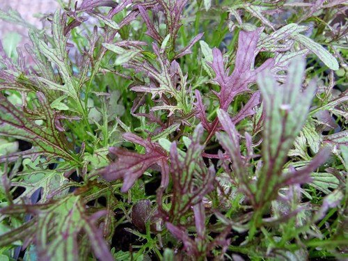 Mizuna Red Streaks Mustard Seeds Japanese Heirloom Non Gmo  Easy to Grow