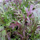 Mizuna Red Streaks Mustard Seeds Japanese Heirloom Non Gmo  Easy to Grow
