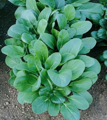 Black Knight Tatsoi Seeds Green Asian Mustard Heirloom Non Gmo  Easy to Grow