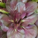 Red Tatsoi Seeds Green Asian Mustard Heirloom Non Gmo  Easy to Grow