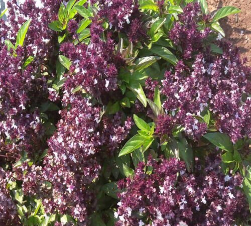 Holy Basil Seeds Garden Herb Ocimum Tenuifloru Non Gmo Heirloom  Easy to Grow