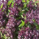 Holy Basil Seeds Garden Herb Ocimum Tenuifloru Non Gmo Heirloom  Easy to Grow