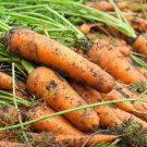 Kuroda Shin Carrot Seeds Heirloom Asian Japanese Non Gmo  Easy to Grow