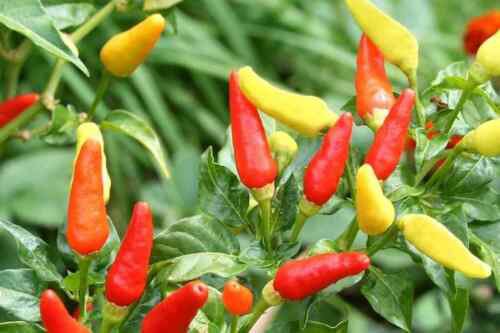 Tabasco Pepper Seeds Organic Heirloom Non Gmo  Easy to Grow
