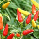 Tabasco Pepper Seeds Organic Heirloom Non Gmo  Easy to Grow