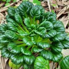 Tatsoi Seeds Green Asian Mustard Heirloom Spinach Non Gmo  Easy to Grow