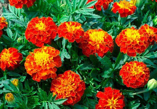 French Marigold Seeds Red Cherry Easy to Grow