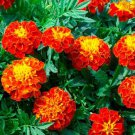 French Marigold Seeds Red Cherry Easy to Grow