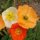 Iceland Poppy Flower Seeds Mix Papaver Nudicaule  Easy to Grow