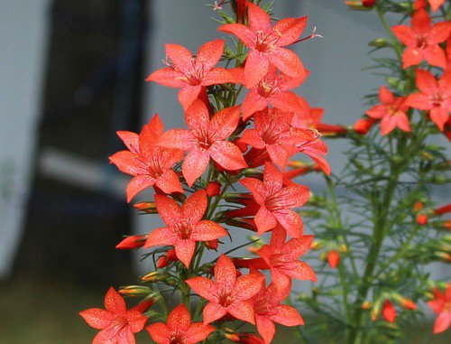 Gilia Red Standing Cypress Flower Seeds Ipomopsis Rubra  Easy to Grow