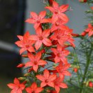 Gilia Red Standing Cypress Flower Seeds Ipomopsis Rubra  Easy to Grow