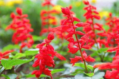 Sage Red Scarlet Salvia Seeds Annual Perennial Hummingbird Flowers Easy to Grow