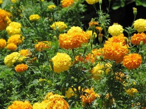 Marigold Flower Seeds Crackerjack Mix Tagetes Erecta  Easy to Grow