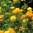 Marigold Flower Seeds Crackerjack Mix Tagetes Erecta  Easy to Grow