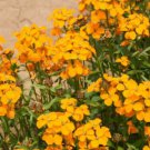 Siberian Wallflower Seeds Orange Cheiranthus Allionii  Easy to Grow