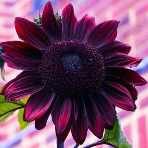 Chocolate Cherry Sunflower Seeds  Easy to Grow