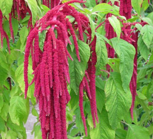 Amaranth Love Lies Bleeding Flower Seeds Amaranthus Caudatus  Easy to Grow