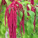 Amaranth Love Lies Bleeding Flower Seeds Amaranthus Caudatus Easy to Grow Amaranth Love Lies Bleeding Flower Seeds Amaranthus Caudatus Easy to Grow