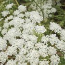 Bishops Lace Flower Seeds Ammi Majus False Queen Annes  Easy to Grow