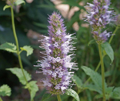 Nettleleaf Horsemint Flower Seeds Agastache Urticifolia  Easy to Grow