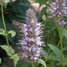 Nettleleaf Horsemint Flower Seeds Agastache Urticifolia  Easy to Grow