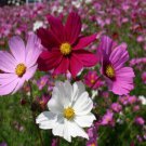 Cosmos Flower Seeds Bipinnatus Sensation Mix Dwarf  Easy to Grow