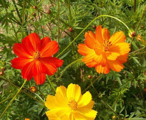 Sulphur Klondike Bright Lights Flower Seeds  Easy to Grow