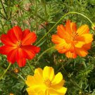 Sulphur Klondike Bright Lights Flower Seeds  Easy to Grow