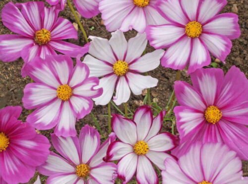 Cosmos Flower Seeds Candy Stripe Wildflowers  Easy to Grow