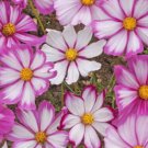 Cosmos Flower Seeds Candy Stripe Wildflowers  Easy to Grow