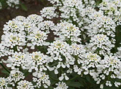 White Candytuft Flower Seeds Rocket &acirc;��Empress Iberis Amara  Easy to Grow