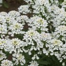 White Candytuft Flower Seeds Rocket ‘Empress Iberis Amara  Easy to Grow