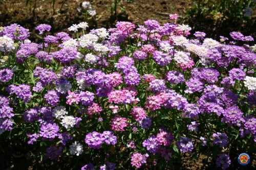 Candytuft Flower Seeds Iberis Umbellata Mixed Colors  Easy to Grow