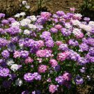 Candytuft Flower Seeds Iberis Umbellata Mixed Colors  Easy to Grow