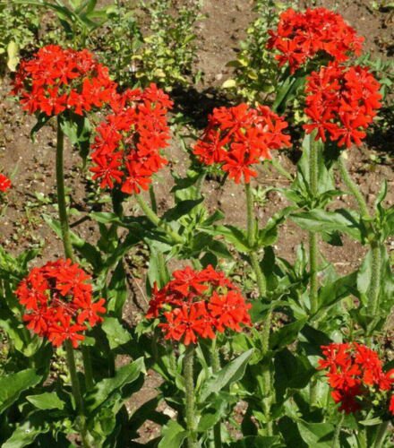 Maltese Cross Flower Seeds For Swallowtail Butterflies  Easy to Grow