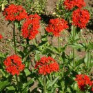 Maltese Cross Flower Seeds For Swallowtail Butterflies  Easy to Grow