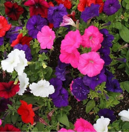 Petunia Flower Seeds Dwarf Mix Nana Compacta  Easy to Grow