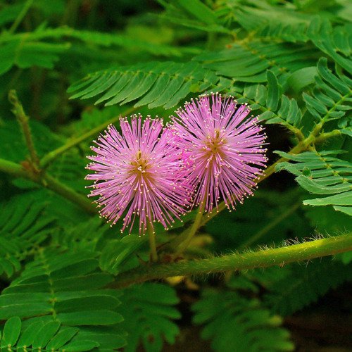 Mimosa Pudica Flower Seeds Sensitive Plant Seeds Fun For Kids  Easy to Grow