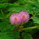 Mimosa Pudica Flower Seeds Sensitive Plant Seeds Fun For Kids  Easy to Grow